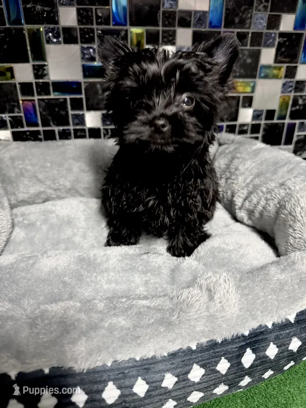 Small KB Black Boy (no white)