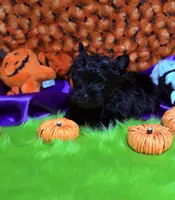 Small KB Black Boy (no white), a male Yorkshire Terrier for sale in Shreveport, LA – Photo 9 of 10