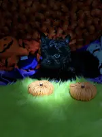 Small KB Black Boy (no white), a male Yorkshire Terrier for sale in Shreveport, LA – Photo 6 of 10