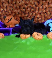 Small KB Black Boy (no white), a male Yorkshire Terrier for sale in Shreveport, LA – Photo 10 of 10