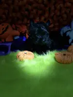 Small KB Black Boy (no white), a male Yorkshire Terrier for sale in Shreveport, LA – Photo 8 of 10