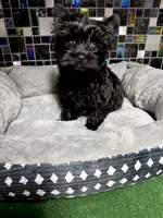Small KB Black Boy (no white), a male Yorkshire Terrier for sale in Shreveport, LA – Photo 2 of 10