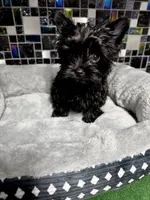 Small KB Black Boy (no white), a male Yorkshire Terrier for sale in Shreveport, LA – Photo 3 of 10