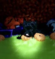 Small KB Black Boy (no white), a male Yorkshire Terrier for sale in Shreveport, LA – Photo 7 of 10