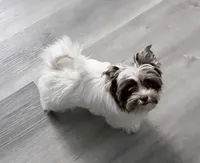 SALE: Billi: White Brindle Boy (kbr/kbr), a male Yorkshire Terrier for sale in Shreveport, LA – 5 of 10