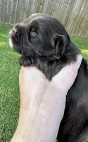 KB Chocolate Girl , a female Yorkshire Terrier for sale in Shreveport, LA – 6 of 9