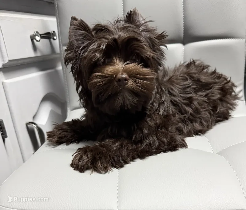 Manny KB chocolate boy (KB/ky) – Yorkshire Terrier puppy for sale in Shreveport, LA