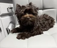 Manny KB chocolate boy (KB/ky), a male Yorkshire Terrier for sale in Shreveport, LA – 1 of 8