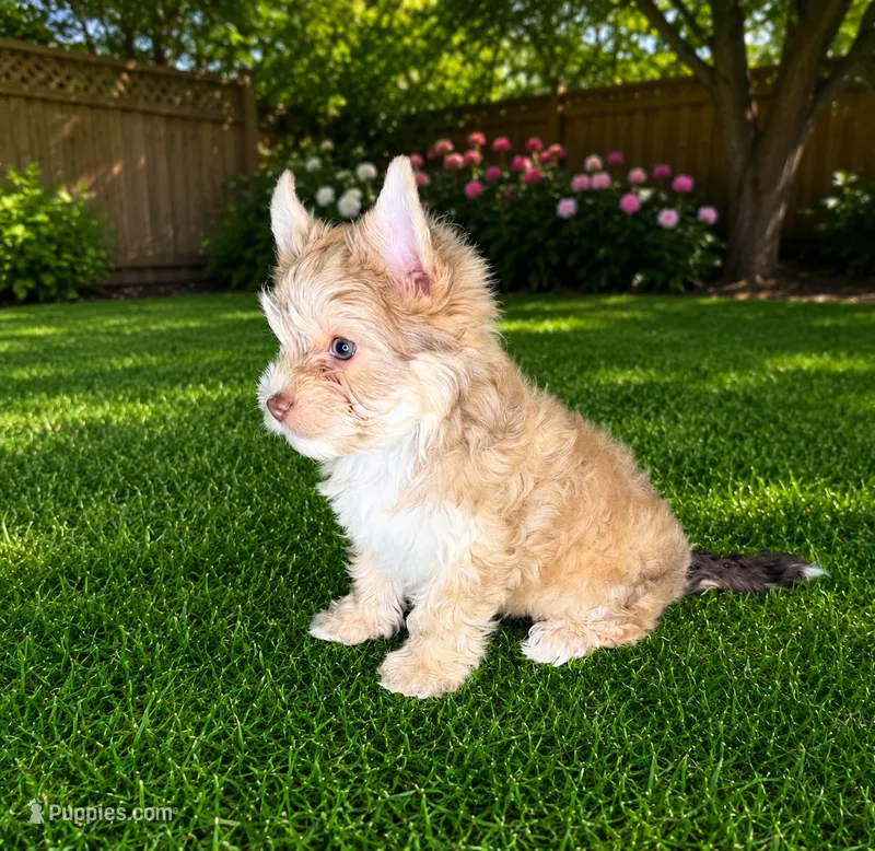Chocolate Sable Yorkie Boy – Yorkshire Terrier puppy for sale in Shreveport, LA