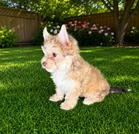 Chocolate Sable Yorkie Boy, a male Yorkshire Terrier for sale in Shreveport, LA – 1 of 3
