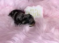 Merle Girl with Points, a female Yorkshire Terrier for sale in Shreveport, LA – 5 of 5