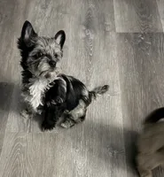 Balerion - KB Black Merle Boy , a male Yorkshire Terrier for sale in Shreveport, LA – 5 of 9