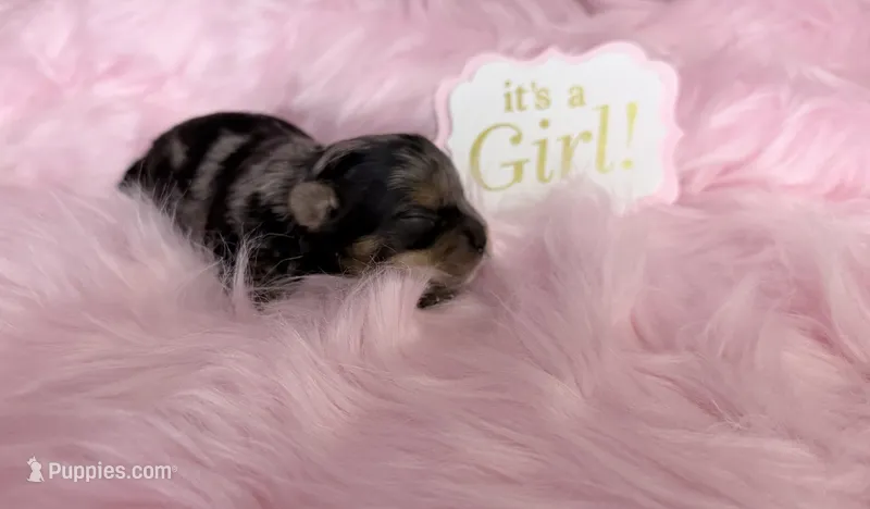 Merle Girl with Points – Yorkshire Terrier puppy for sale in Shreveport, LA