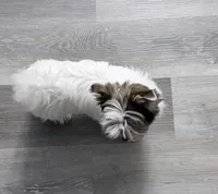 SALE: Billi: White Brindle Boy (kbr/kbr), a male Yorkshire Terrier for sale in Shreveport, LA – 6 of 10
