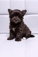 Manny KB chocolate boy (KB/ky), a male Yorkshire Terrier for sale in Shreveport, LA – 6 of 7