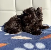 Manny KB chocolate boy (KB/ky), a male Yorkshire Terrier for sale in Shreveport, LA – 5 of 7