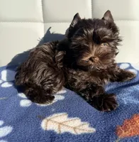 Manny KB chocolate boy (KB/ky), a male Yorkshire Terrier for sale in Shreveport, LA – 1 of 7