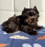 Manny KB chocolate boy (KB/ky), a male Yorkshire Terrier for sale in Shreveport, LA – 2 of 7