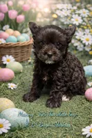 Manny KB chocolate boy (KB/ky), a male Yorkshire Terrier for sale in Shreveport, LA – 7 of 7