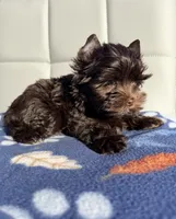 Manny KB chocolate boy (KB/ky), a male Yorkshire Terrier for sale in Shreveport, LA – 4 of 7