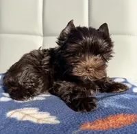 Manny KB chocolate boy (KB/ky), a male Yorkshire Terrier for sale in Shreveport, LA – 3 of 7