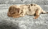 Chocolate Merle Boy, a male Yorkshire Terrier for sale in Shreveport, LA – 4 of 8