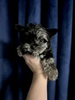RESERVED: Shiloh Black Merle, a female Yorkshire Terrier for sale in Shreveport, LA – Photo 1 of 10