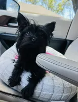 RESERVED: Shiloh Black Merle, a female Yorkshire Terrier for sale in Shreveport, LA – Photo 9 of 10