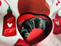 RESERVED: Shiloh Black Merle, a female Yorkshire Terrier for sale in Shreveport, LA – Photo 7 of 10