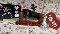 RESERVED: Shiloh Black Merle, a female Yorkshire Terrier for sale in Shreveport, LA – Photo 2 of 10