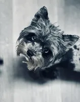 RESERVED: Shiloh Black Merle, a female Yorkshire Terrier for sale in Shreveport, LA – Photo 8 of 10