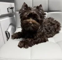 Manny KB chocolate boy (KB/ky), a male Yorkshire Terrier for sale in Shreveport, LA – 2 of 8