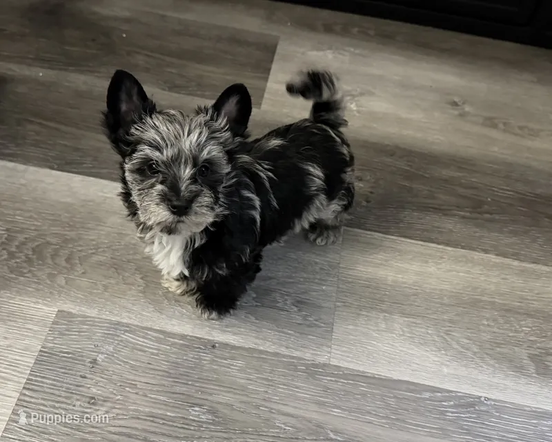 Balerion - KB Black Merle Boy  – Yorkshire Terrier puppy for sale in Shreveport, LA