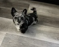 Balerion - KB Black Merle Boy , a male Yorkshire Terrier for sale in Shreveport, LA – 1 of 9