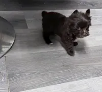 Arrax: Small KB Dark Chocolate Boy, a male Yorkshire Terrier for sale in Shreveport, LA – 5 of 10
