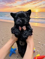KB Black Boy, a male Yorkshire Terrier for sale in Shreveport, LA – 3 of 9