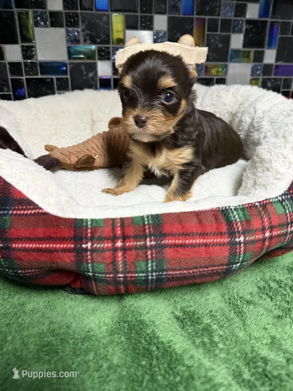 Tiny Chocolate & Tan Boy