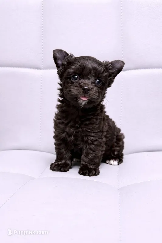 Sid KB/kbr chocolate boy, a male Yorkshire Terrier for sale in Shreveport, LA – Photo 1 of 1