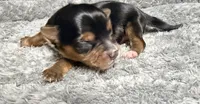 Traditional Boy , a male Yorkshire Terrier for sale in Shreveport, LA – 4 of 7