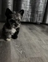 Balerion - KB Black Merle Boy , a male Yorkshire Terrier for sale in Shreveport, LA – 2 of 9