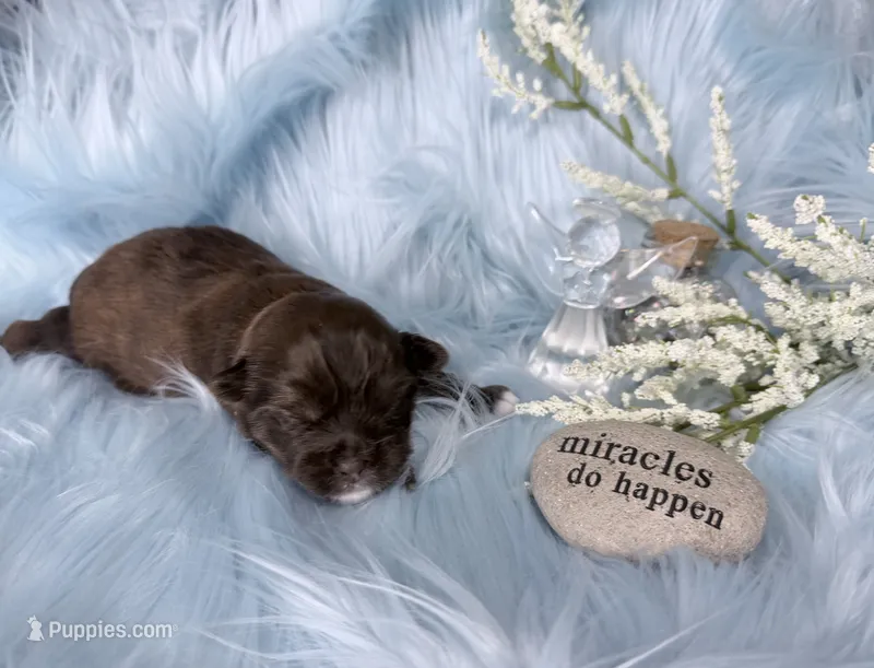 Full suited Chocolate Sable Brindle Boy – Yorkshire Terrier puppy for sale in Shreveport, LA