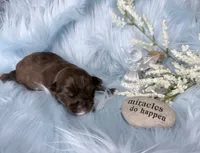 Full suited Chocolate Sable Brindle Boy, a male Yorkshire Terrier for sale in Shreveport, LA – 1 of 7