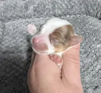 Extreme white Chocoberry girl, a female Yorkshire Terrier for sale in Shreveport, LA – 3 of 8