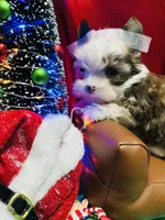 Blue eyed Sable, a male Shorkie for sale in Shreveport, LA – Photo 3 of 10