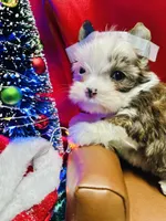 Blue eyed Sable, a male Shorkie for sale in Shreveport, LA – Photo 5 of 10