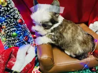 Blue eyed Sable, a male Shorkie for sale in Shreveport, LA – Photo 6 of 10