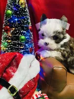 Blue eyed Sable, a male Shorkie for sale in Shreveport, LA – Photo 10 of 10