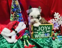 Blue eyed Sable, a male Shorkie for sale in Shreveport, LA – Photo 8 of 10