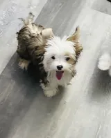 Blue eyed Sable, a male Shorkie for sale in Shreveport, LA – Photo 2 of 10