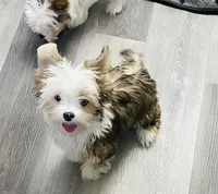 Blue eyed Sable, a male Shorkie for sale in Shreveport, LA – Photo 1 of 10